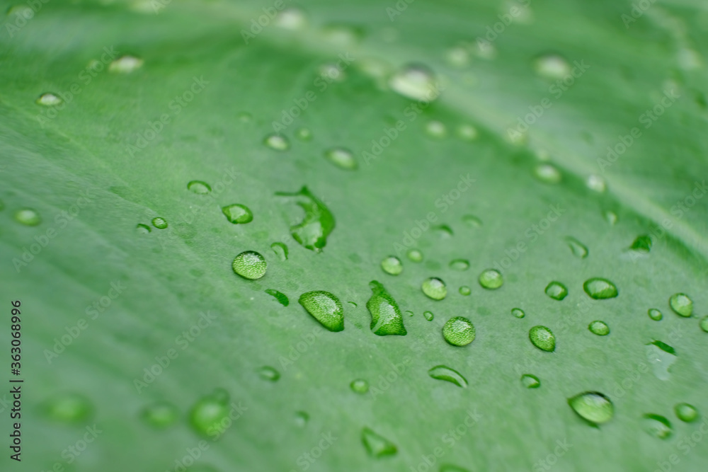 close up water drop on green leaves in nature, blurry green leaf wallpaper background and space close up water drop on green leaves in nature, blurry green leaf wallpaper background and space