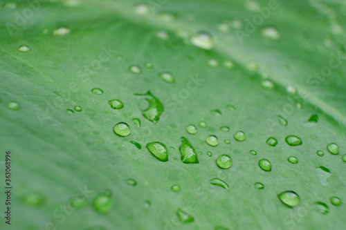 close up water drop on green leaves in nature, blurry green leaf wallpaper background and space