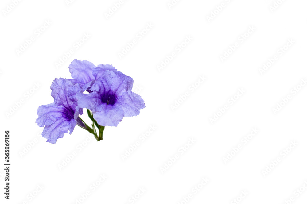 Flowers in nature, bright colors on a white background Flowers in nature, bright colors on a white background