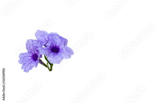 Flowers in nature, bright colors on a white background