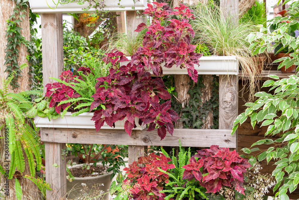 Fototapeta premium A display of mixed plants featuring red coleus and ferns planted on wooden shelves.