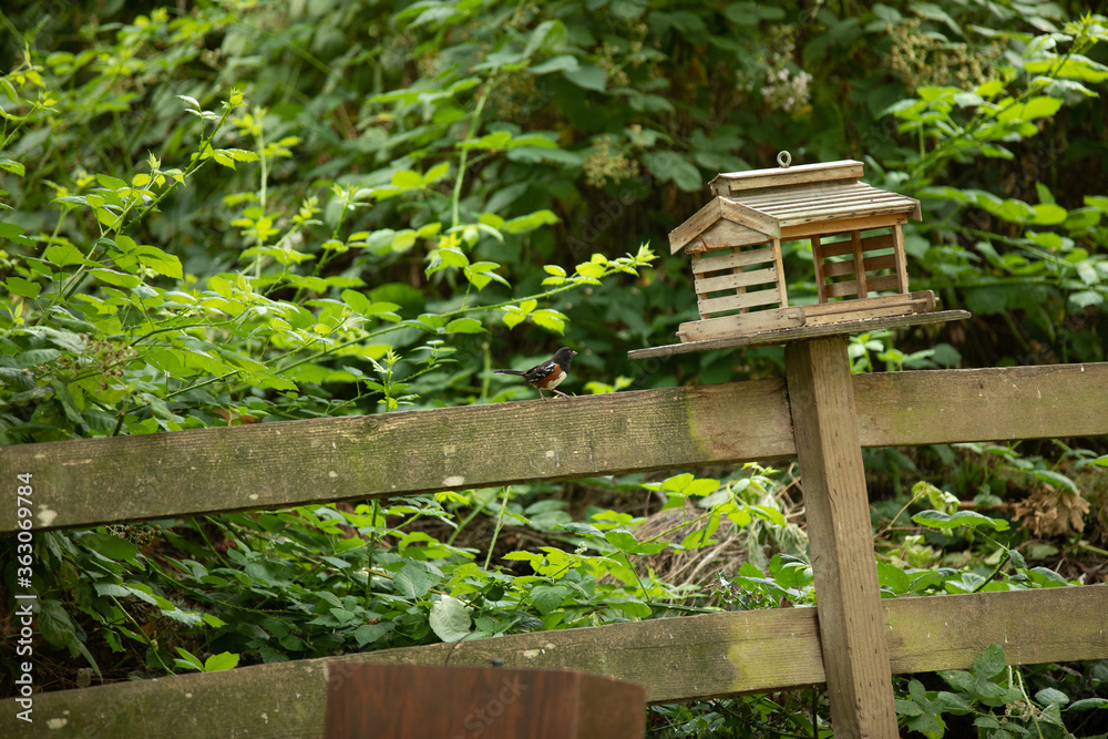 Bird on Fence next to Birdhouse in front of Forest Bird on Fence next to Birdhouse in front of Forest