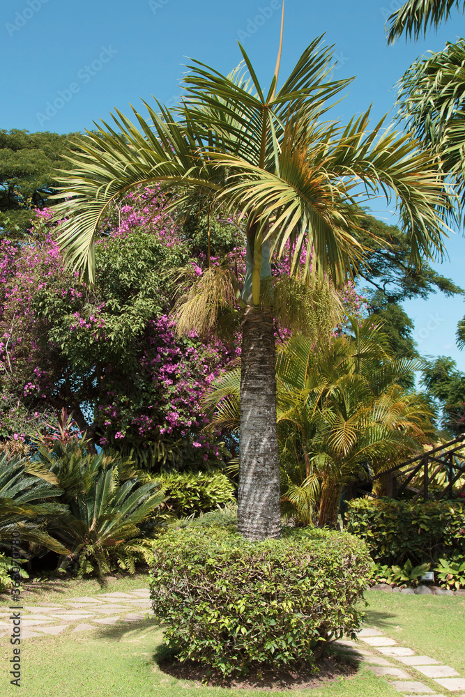 A picture of a mature Spindle Palm tree, Hyophorbe verschaffeltii, in a tropical garden setting