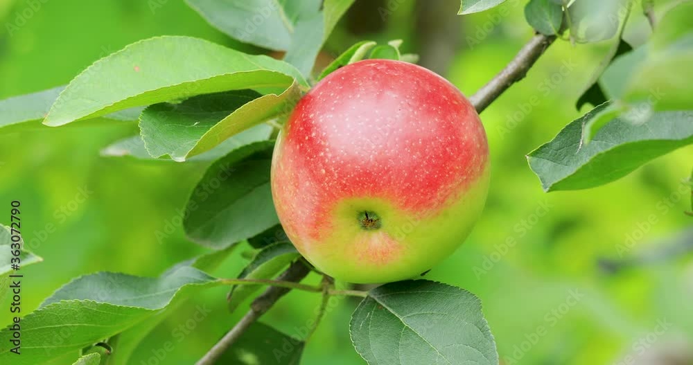 Ripe apples in the orchard.Red apple grow on a branch. Ripe apples in the orchard.Red apple grow on a branch.