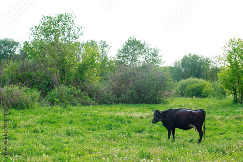 Cow in the meadow © deviddo