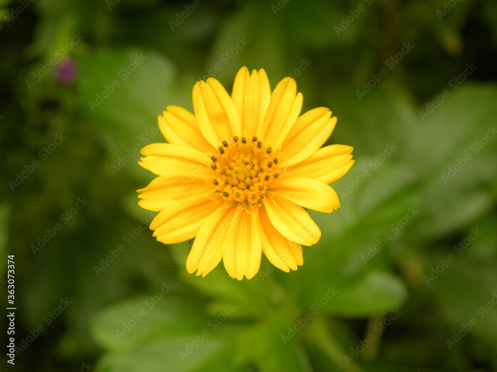 Yellow color Cosmos flower Yellow color Cosmos flower