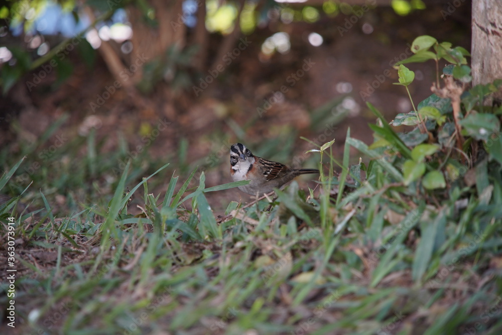 Rufous-collared Sparrow Bird on the ground Rufous-collared Sparrow Bird on the ground