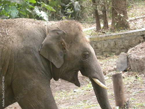 Male Indian elephant calf or Elephas maximus indicus with tusks