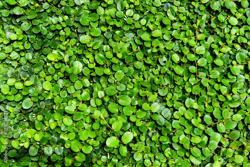 plant background green leaf little growing on ground or wall / texture beautiful natural green background