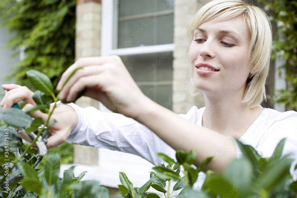 Woman trimming plant with garden scissors Woman trimming plant with garden scissors