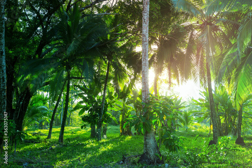 Jungle in Costa Rica