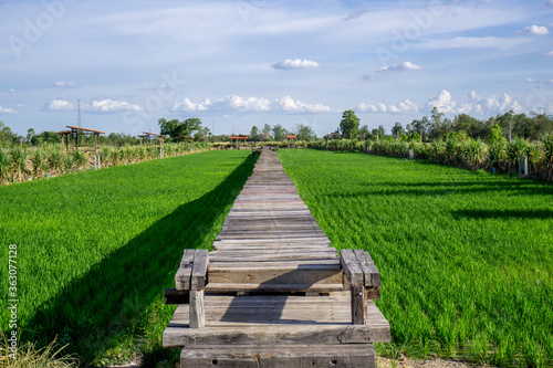 Wooden bridge in rice paddies and blue sky