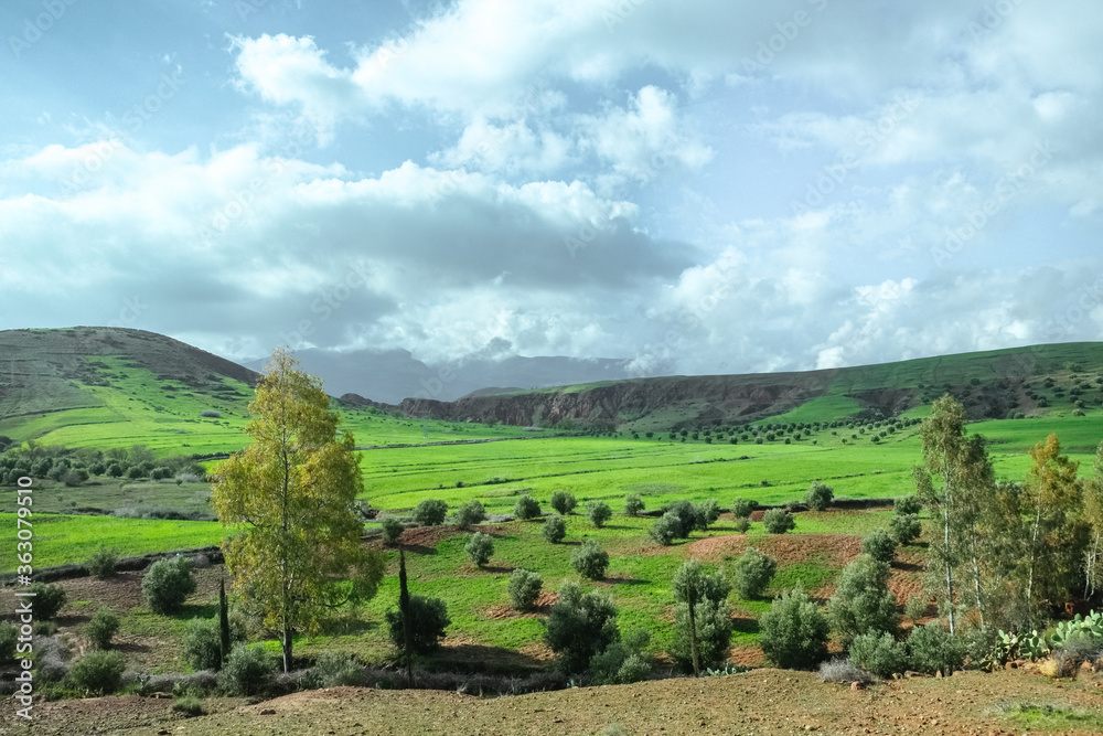 Landscape view of countryside green agriculture crop field in spring summer against mountain and blue sky in rural Morocco