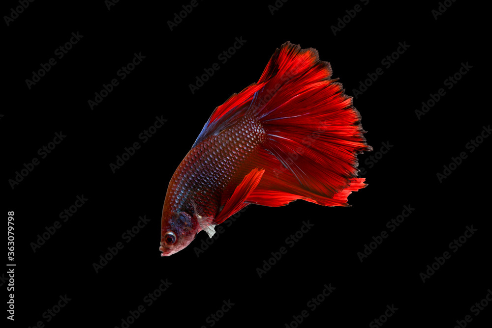 Siamese fighting fish with water bubbles on a black background Siamese fighting fish with water bubbles on a black background