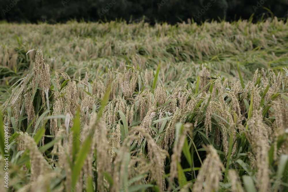 Fototapeta premium rural