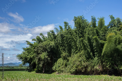 bamboo forest under blue sky