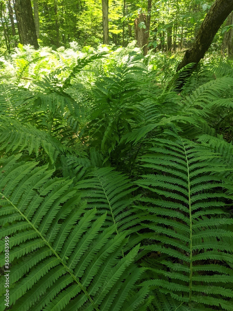 fern in the forest fern in the forest
