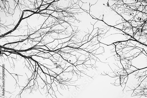 black and white background with leaves