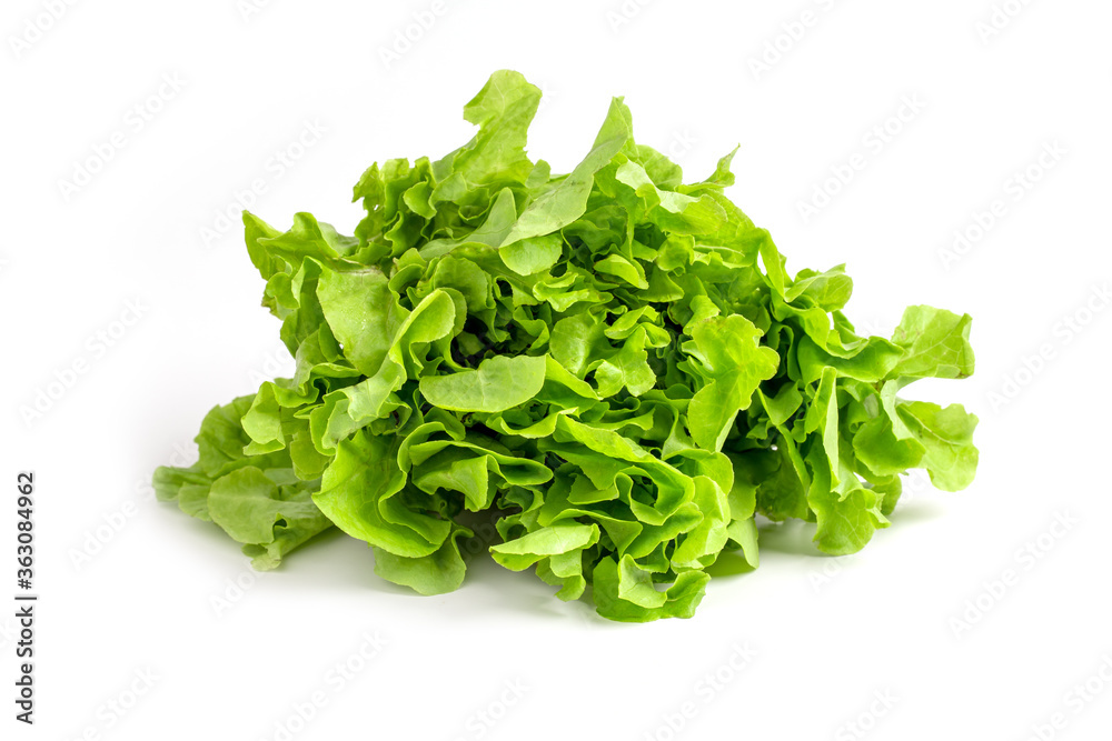 Green oak lettuce organic vegetable on white background Green oak lettuce organic vegetable on white background
