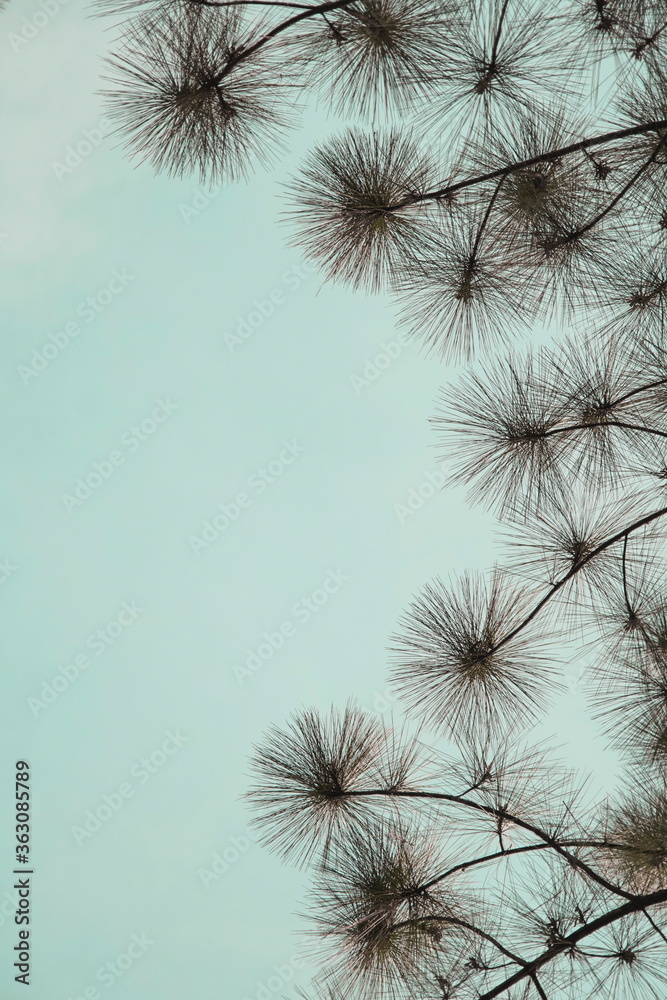 Obraz premium pine branches against blue sky