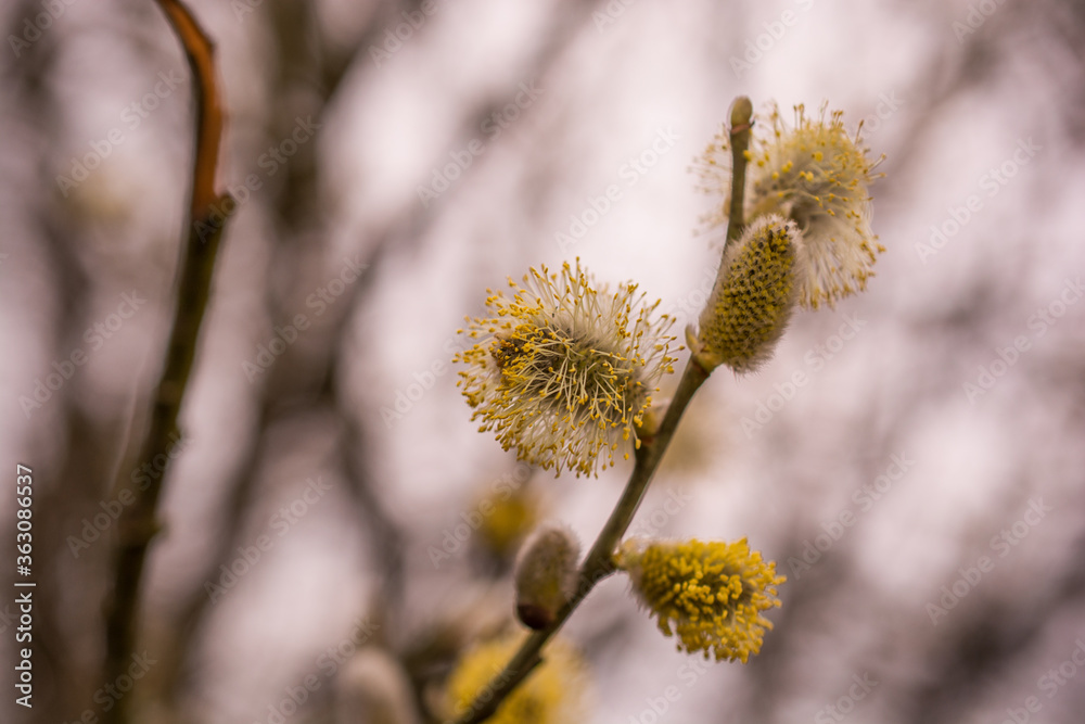 Closeup of pussy willow buds in backlight Closeup of pussy willow buds in backlight