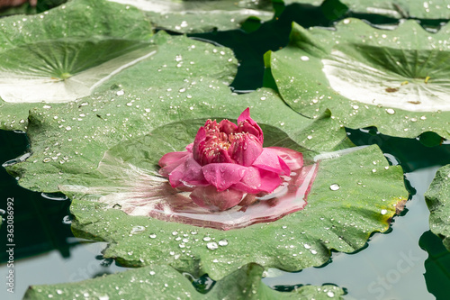 pink lotus on leaf iver water photo