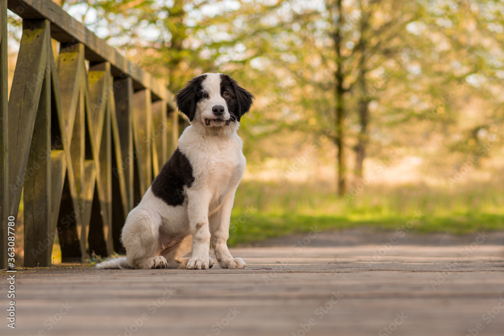 A Landseer puppy sits on a bridge and looks attentively