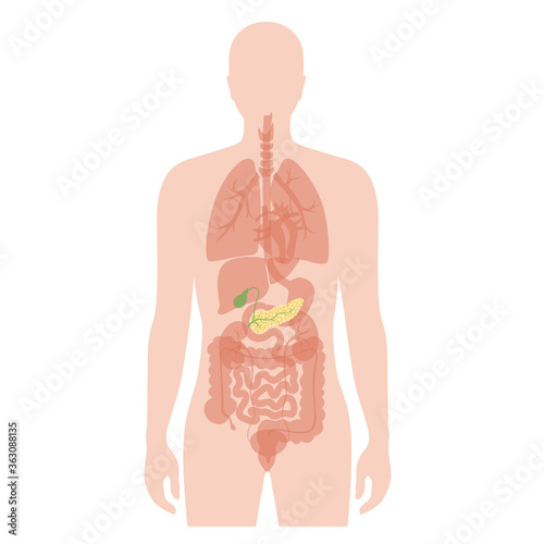 Pancreas an human body