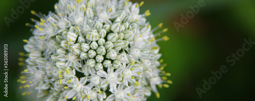 Blooming onion, macro close up. Mock up. macro photo blooming onion close-up.blooming bow for web page. flowering summer background for facebook.Allium nigrum flower buds in summer. Macro image.