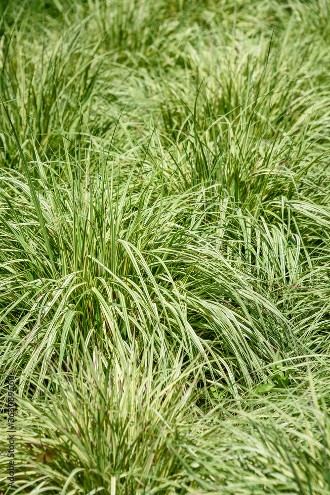 Green and yellow sedge grasses, as a nature background
Green and yellow sedge grasses, as a nature background
