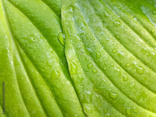 Abstract pattern of fresh tender green Hosta leaves after the rain showing graceful lines. Green life concept. Top view. Close-up. Selective focus.