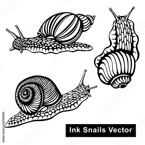 Snails vector black and white illustration - hand drawn with ink, decorative artistic stylization, beautiful vector set
