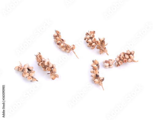 sorghum isolated on white background