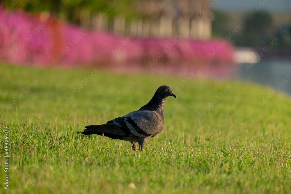 Fototapeta premium pigeon walking on grass