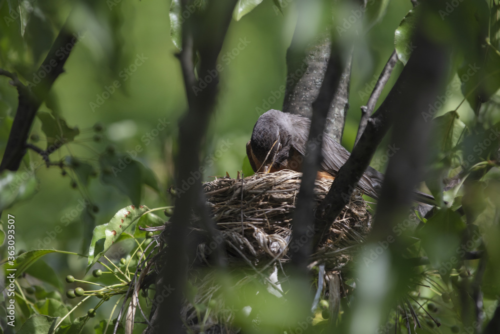 Obraz premium 3 Chicks in a nest, backyard wildlife.