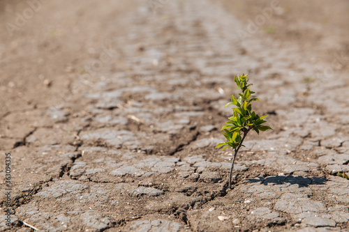 A green sprout sprouts from dry, cracked earth. The lack of rain, a global natural disaster. Global warming concept.