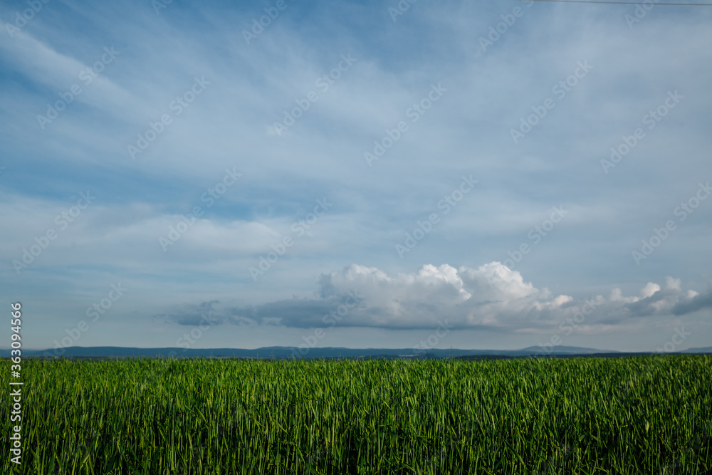 Green field and sky with clouds, grass in spring background, agricultural cereal crop Green field and sky with clouds, grass in spring background, agricultural cereal crop