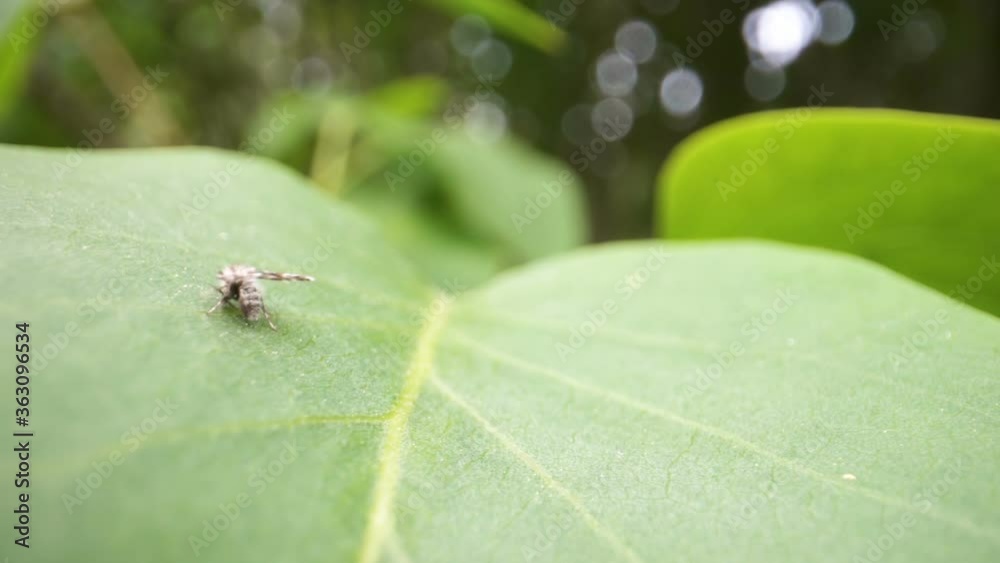 A crawling fly on the green leaf of the plant A crawling fly on the green leaf of the plant