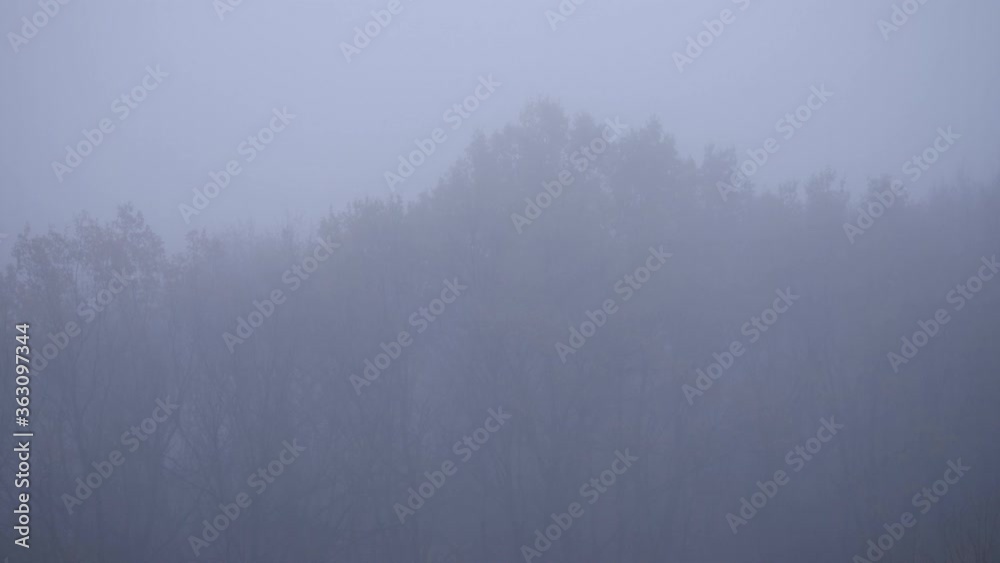 Very thick fog in the forest, autumn trees in the fog. Background. Foggy trees in a forest.