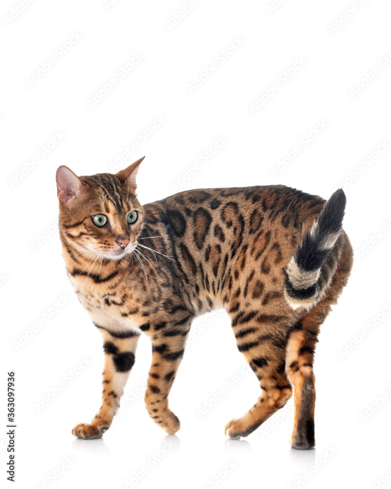 Fototapeta premium bengal cat in studio