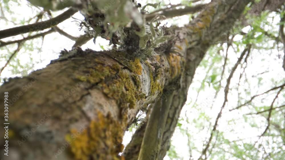 The green moss of the branches of the tree The green moss of the branches of the tree