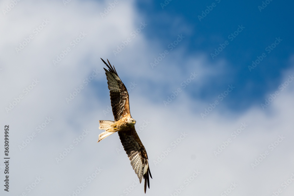 bird of prey red kite flying with spreaded wings bird of prey red kite flying with spreaded wings