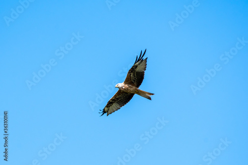 red kite  bird of prey flying looking for a prey