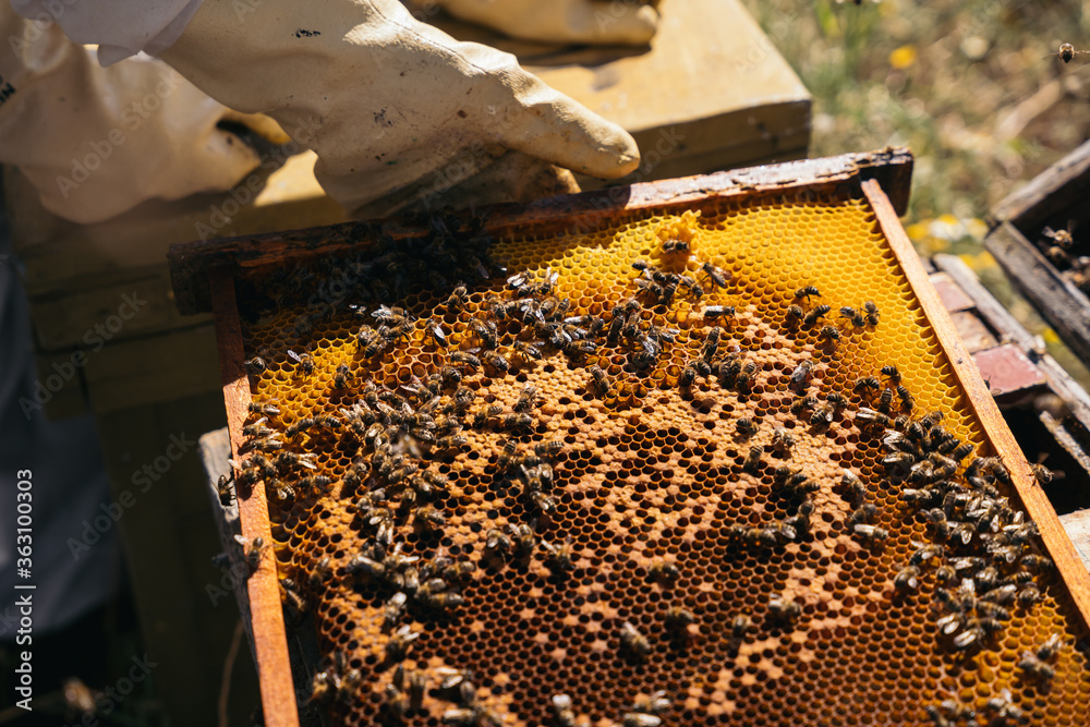 Beekeepers working to collect honey. Organic beekeeping concept. Beekeepers working to collect honey. Organic beekeeping concept.