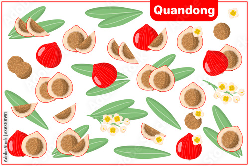 Set of vector cartoon illustrations with Quandong exotic fruits, flowers and leaves isolated on white background photo