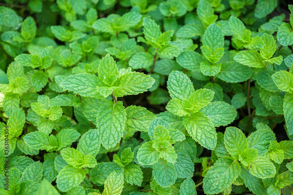 The herbs used for cooking have good flavor. The herbs used for cooking have good flavor.