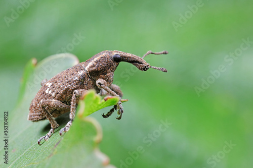 weevils inhabit nature © junrong