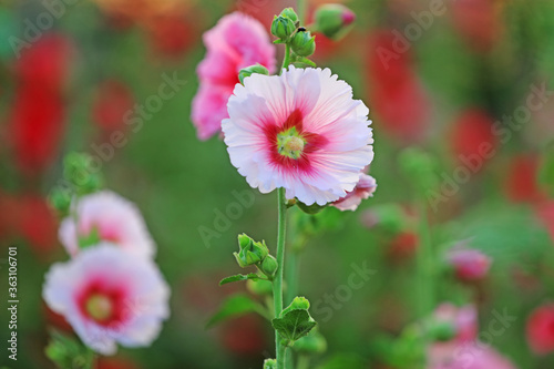 Hollyhock flower blossoms in the park  Luannan County  Hebei Province  China