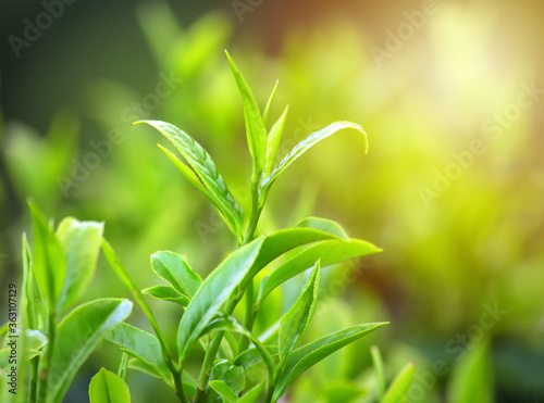 Close up Green Tea Leaves in Garden on plantation  darjeeling  west bengal  India