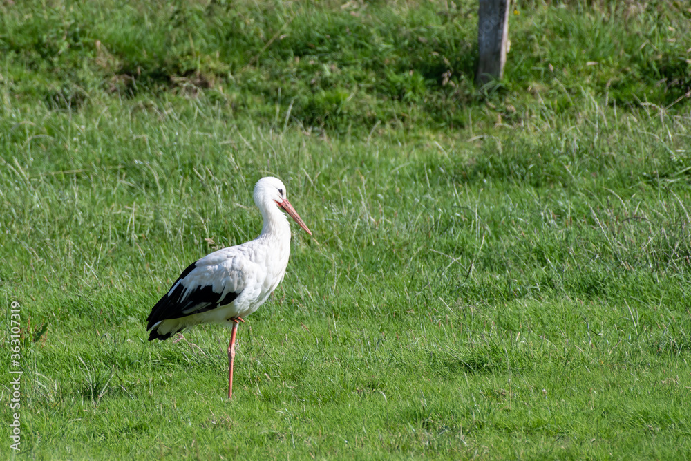 Fototapeta premium white stork in the grass, standing on one leg